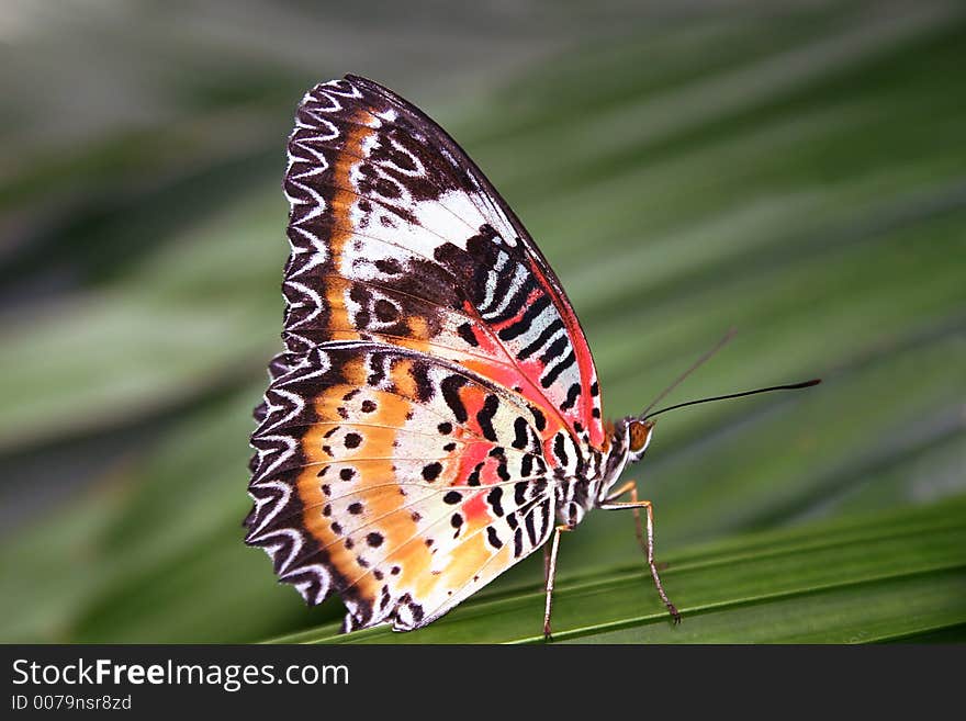 Butterfly siting on leaf