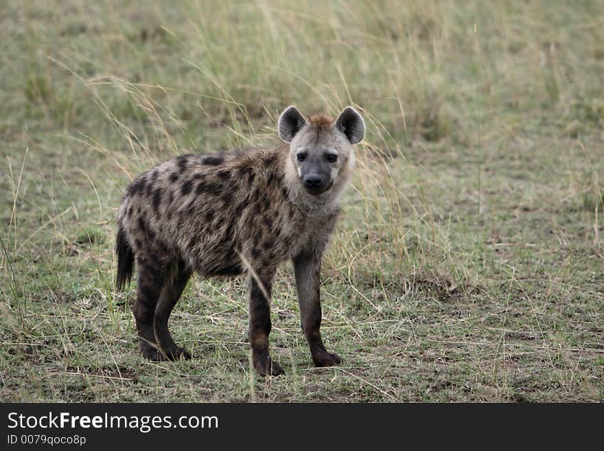 Spotted Hyena