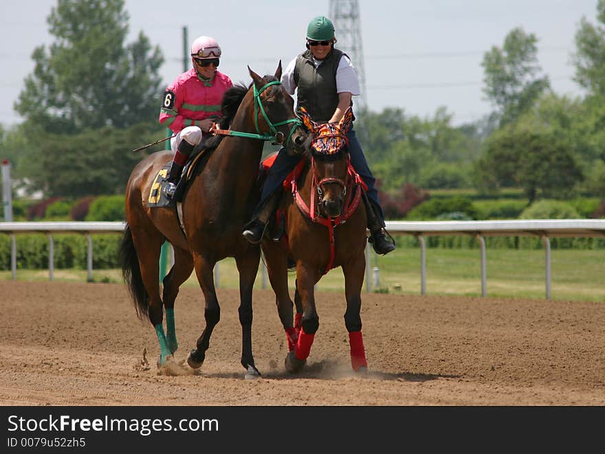 Horse coming onto the track before the race. Horse coming onto the track before the race