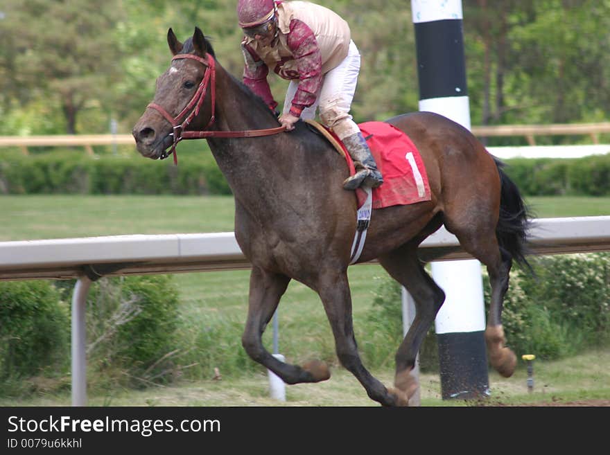 Horse and rider all muddy after racing. Horse and rider all muddy after racing