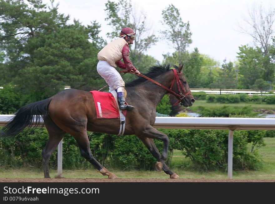 Thoroughbred cooling off after the race. Thoroughbred cooling off after the race