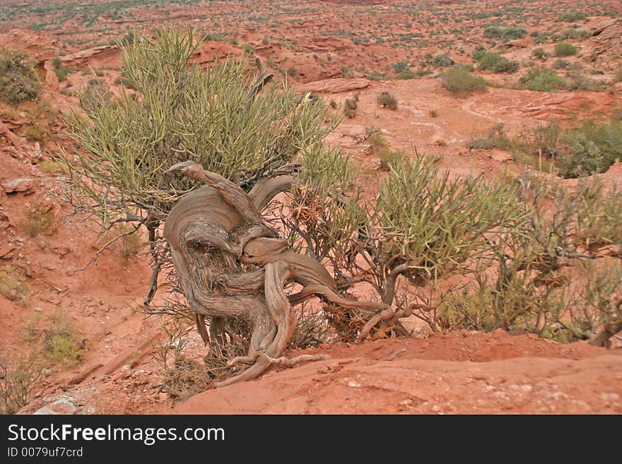 Weird plant on Sierra de las Quijadas, Argentina. Weird plant on Sierra de las Quijadas, Argentina.