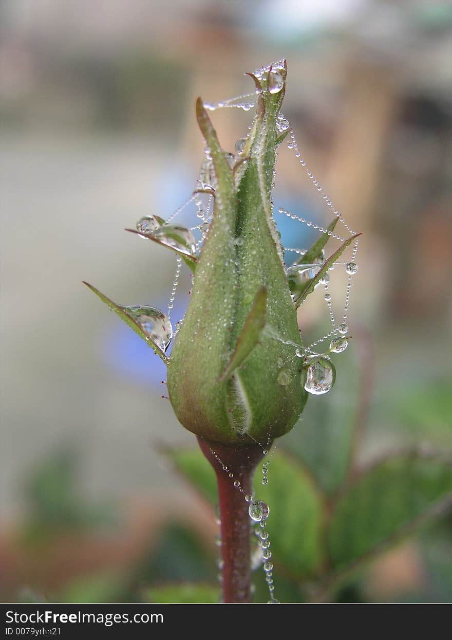 Rose bud 1