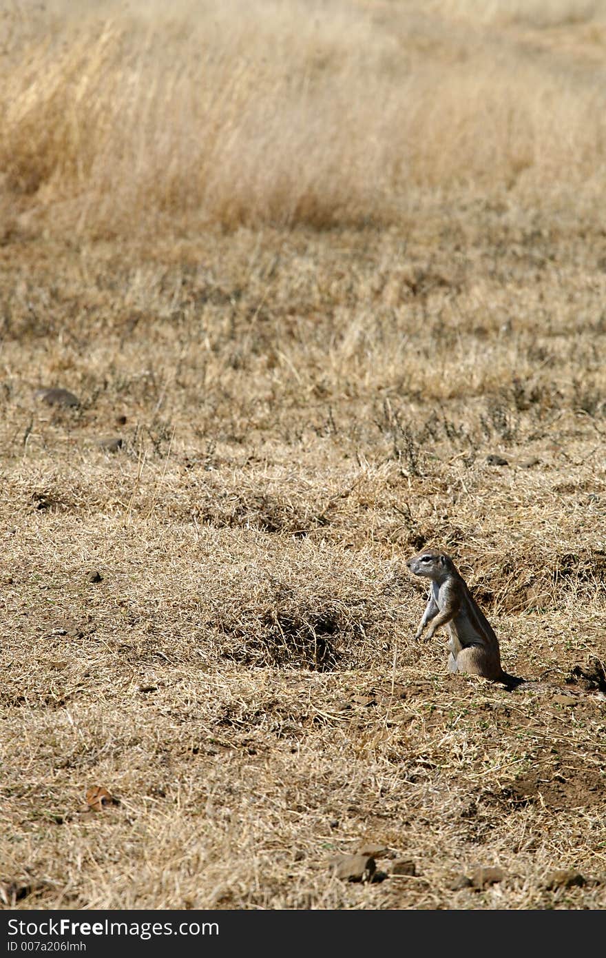 Small animal in field of grass. Small animal in field of grass