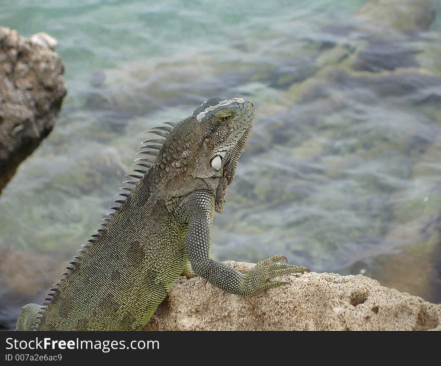 Five foot lizard in Bonaire