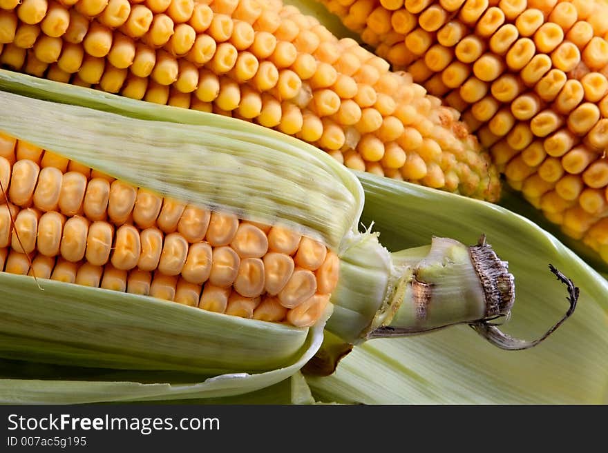 Big  ears of corn before culinary processing. Big  ears of corn before culinary processing