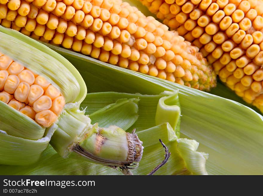 Big  ears of corn before culinary processing. Big  ears of corn before culinary processing