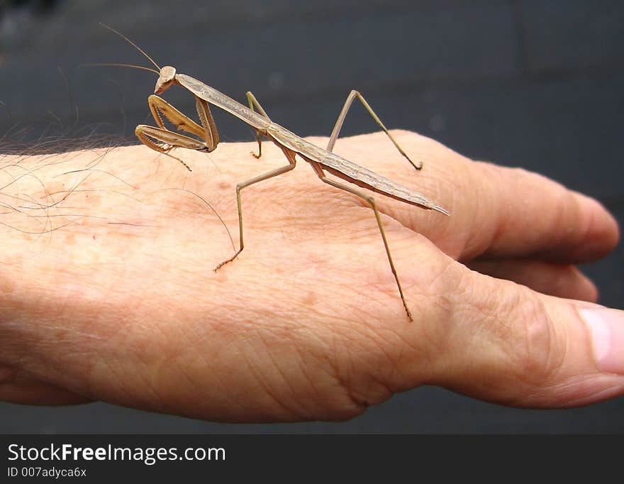 Praying mantis