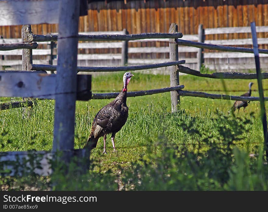 Wild Turkeys