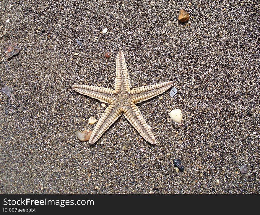 Starfish On The Beach