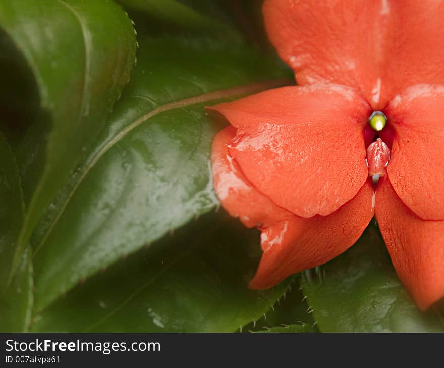 Dew soaked flower in soft light