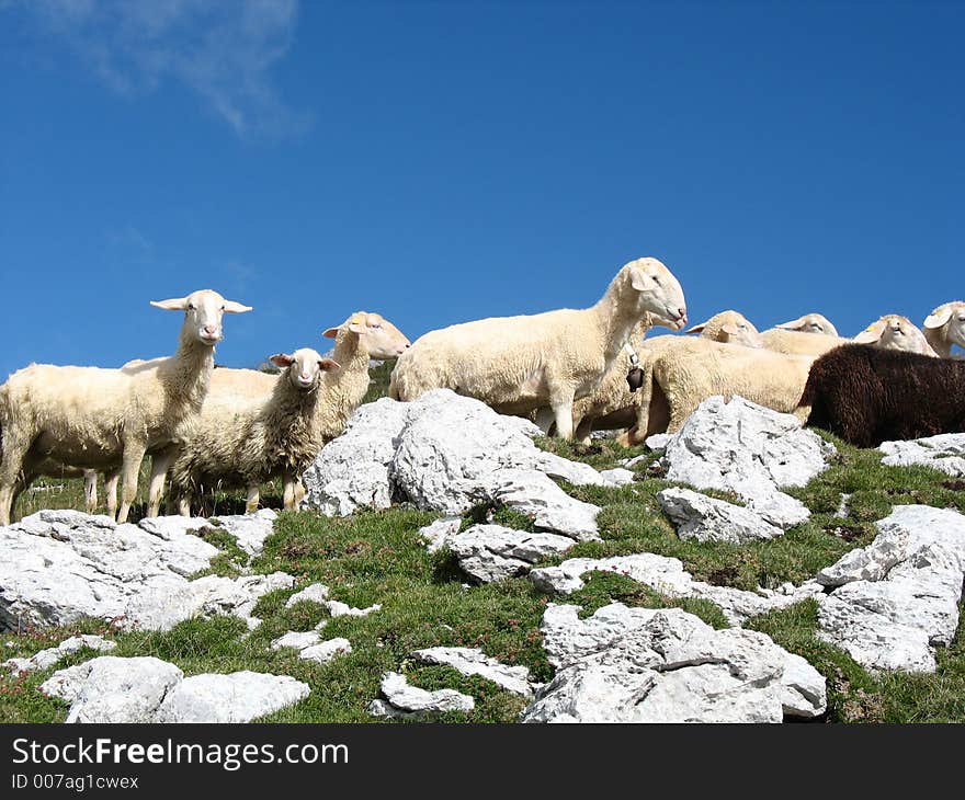 Sheeps