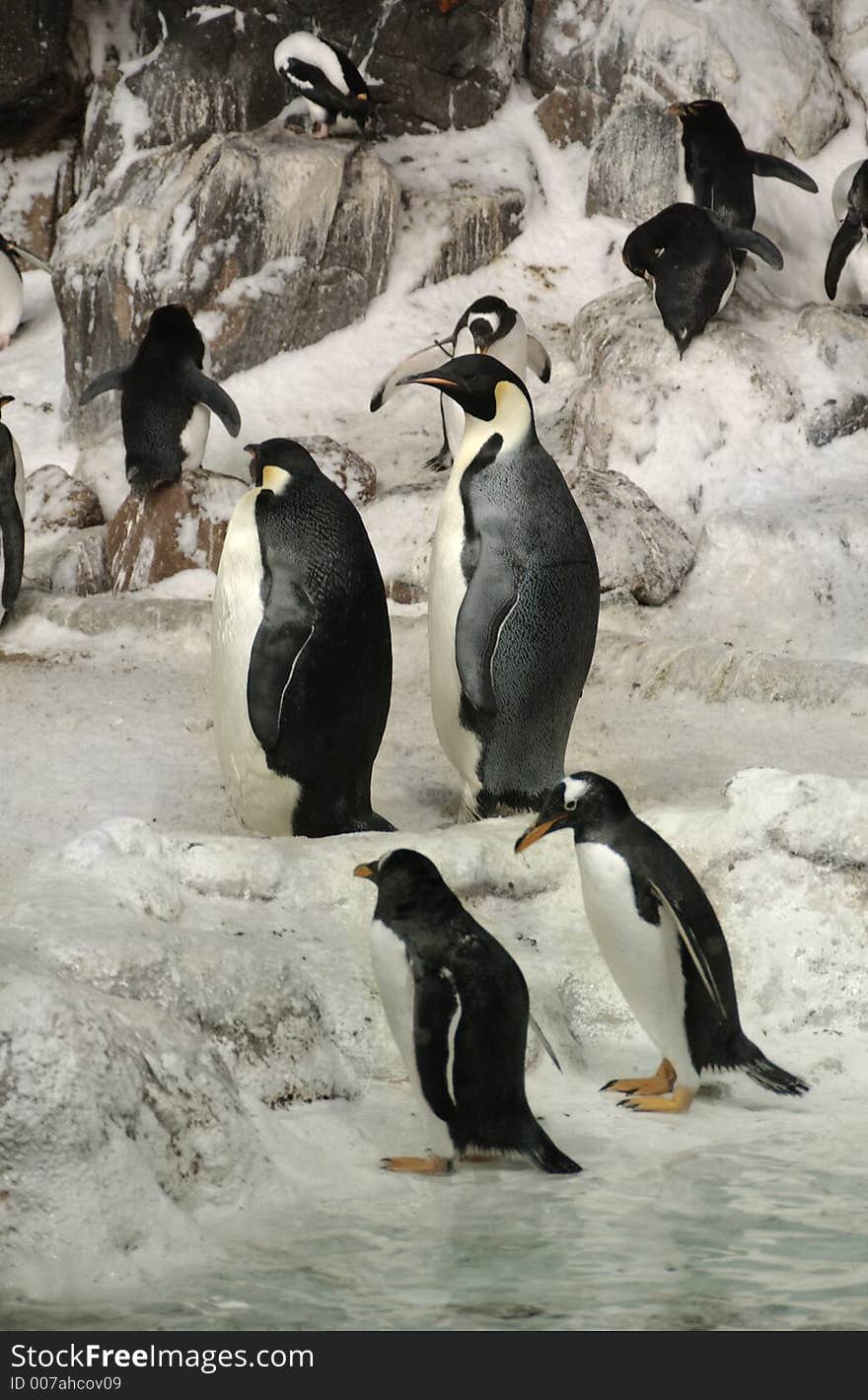 Emperor penguins on arctic landscape