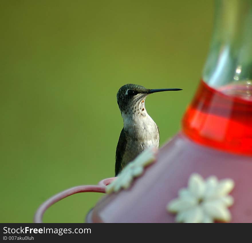 Photographed Hummingbird feeding on nectar in our backyard in Georgia.