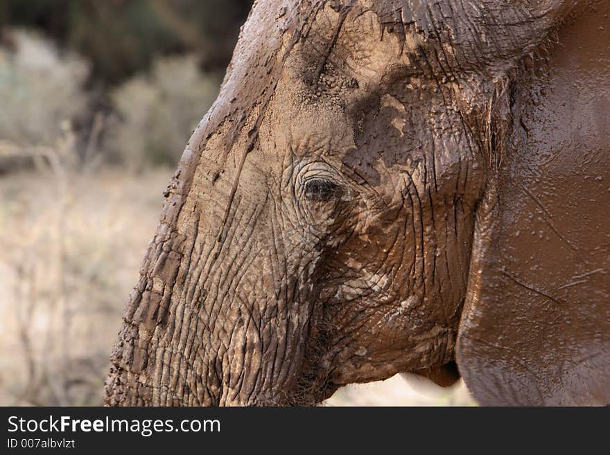 Muddy Elephant