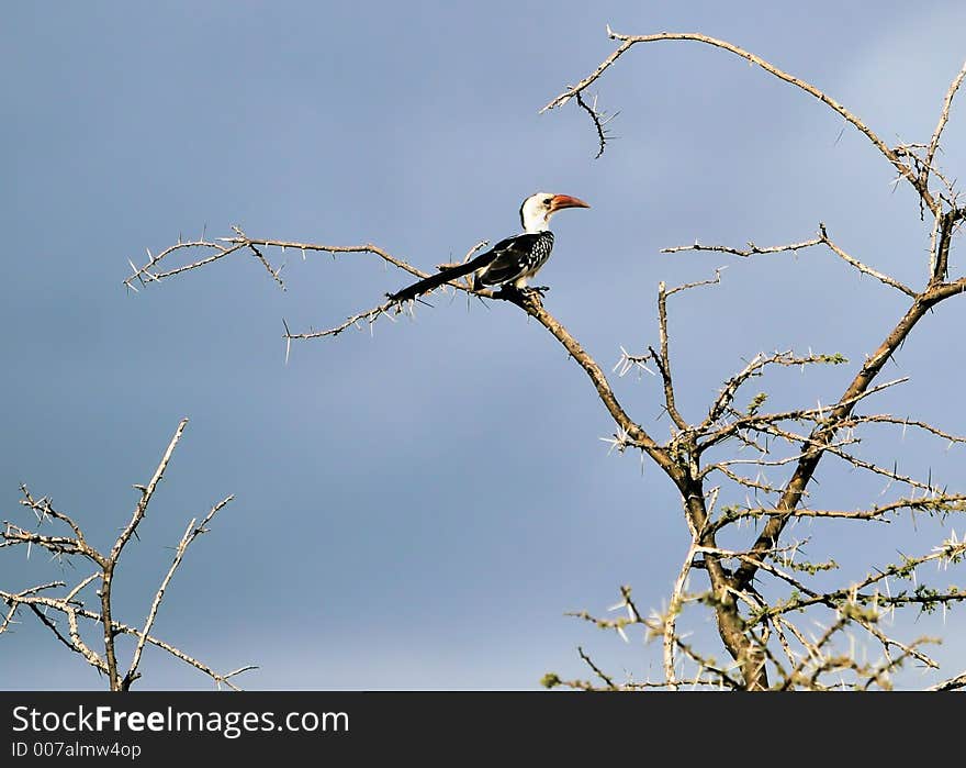 Hornbill sitting in a tree. Hornbill sitting in a tree