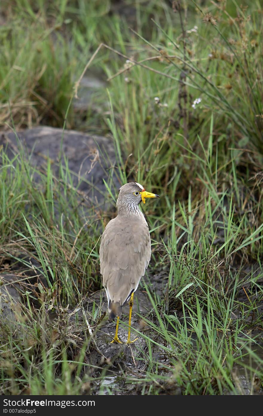 Wattled Lapwing