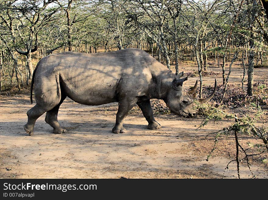 Rhinoceros walking in the brush