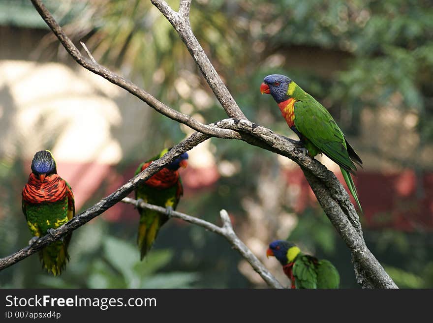 Group of Rainbow Lorikeets on a branch.