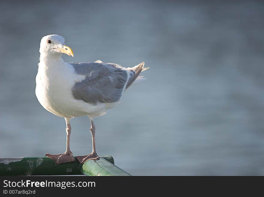 Seagull On Ferry Railing Looking Right