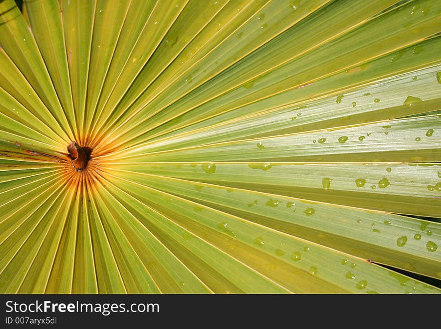 Water droplets on fan leaf. Water droplets on fan leaf