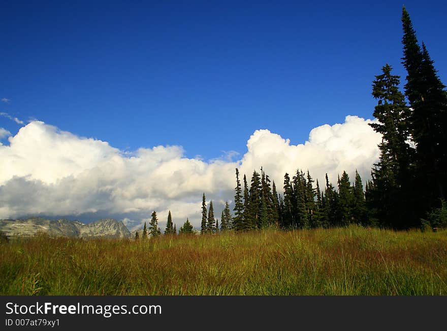 A beautiful field of green and red grasses and flowers. A beautiful field of green and red grasses and flowers.