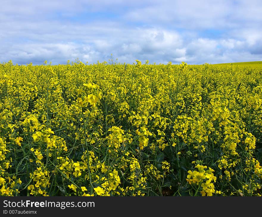 Canola field