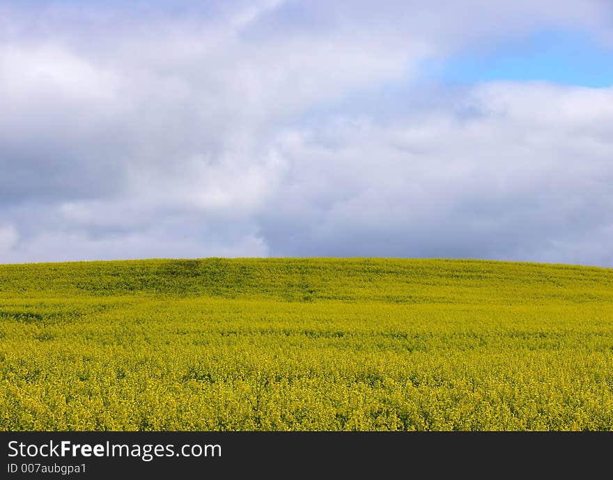 Canola crop