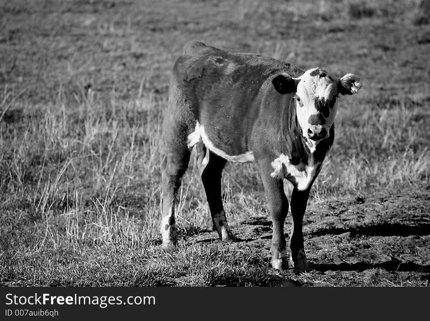 Young calf standing in a field with flies on it in black and white. Young calf standing in a field with flies on it in black and white