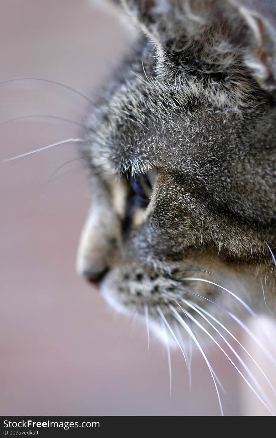 Close-up of tabby cat head profile. Close-up of tabby cat head profile