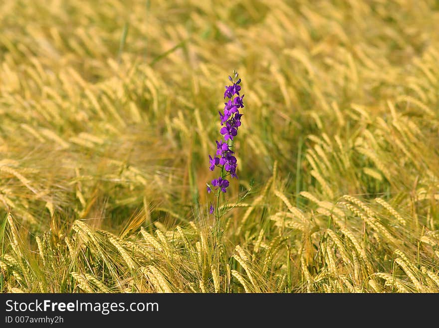 Purple flower in barley field