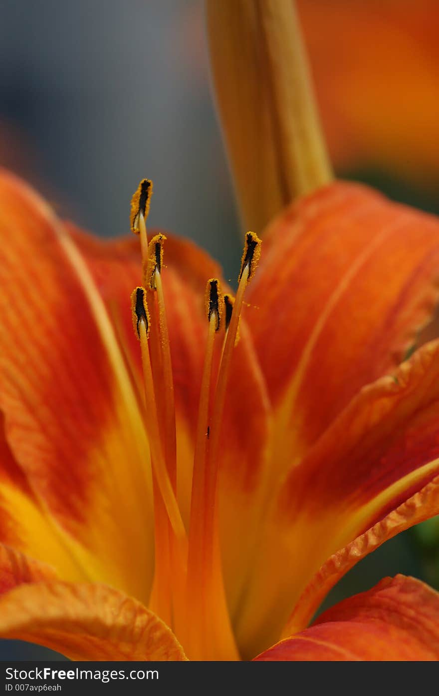 Orange lilly detail, floral background. Orange lilly detail, floral background