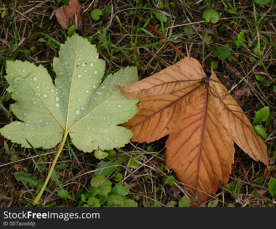 Green and brown leaves: first sign of autumn