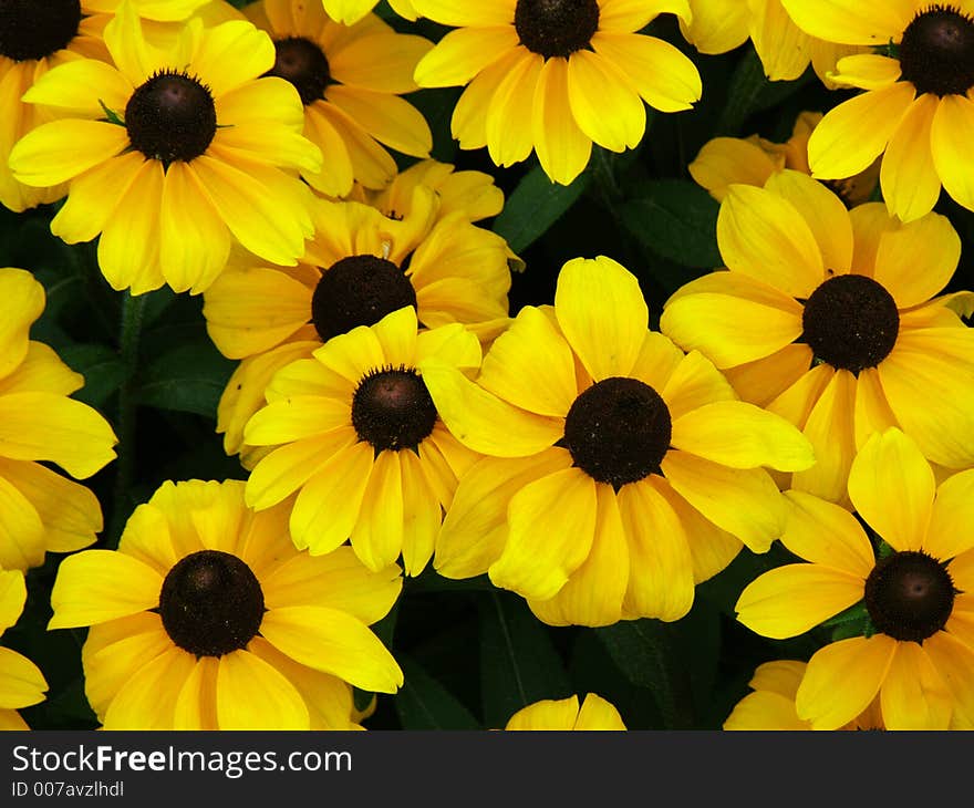 Yellow garden flowers in close-up. Yellow garden flowers in close-up