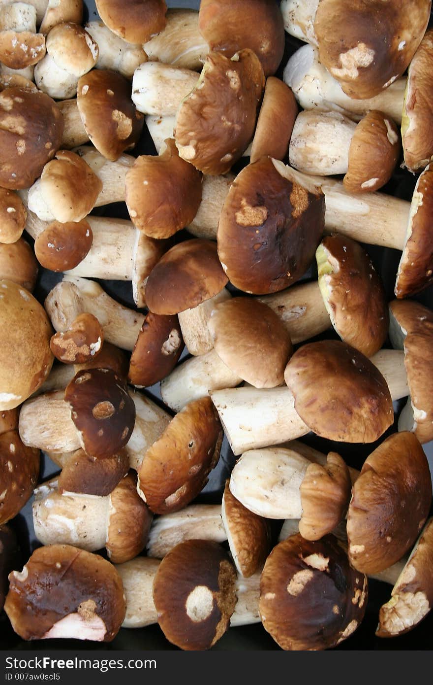 Many mushrooms. Boletus backround. Many mushrooms. Boletus backround