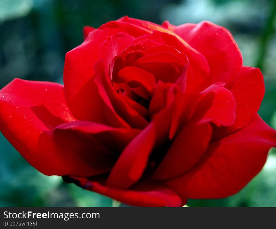 Red rose in a park