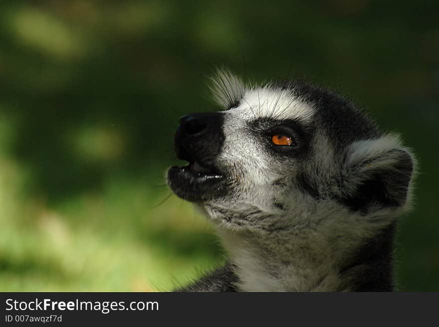 Lemur