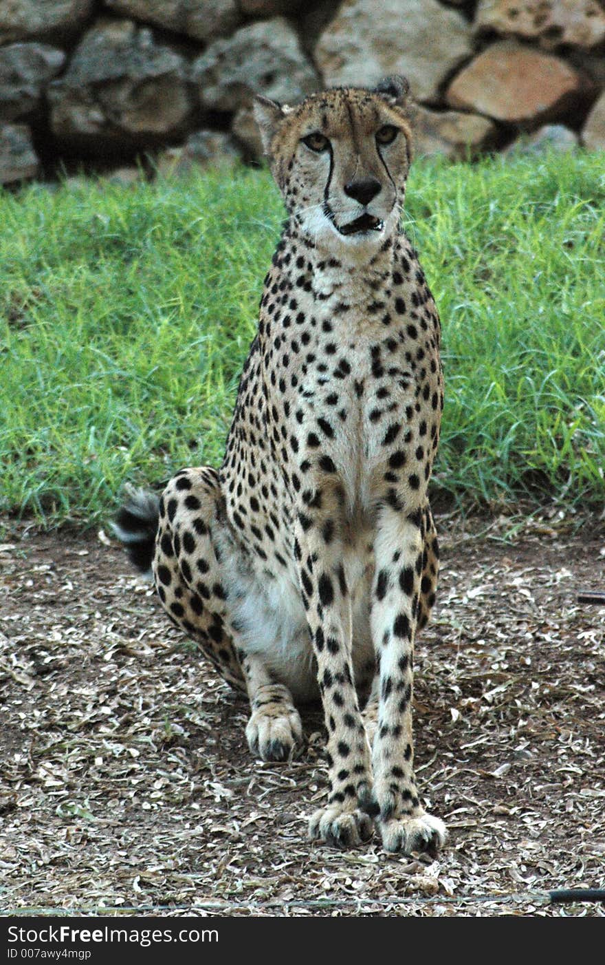 A cute cheetah staring at me.