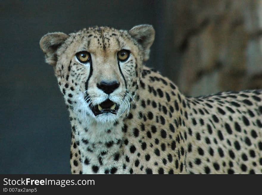 A scary cheetah at the zoo.