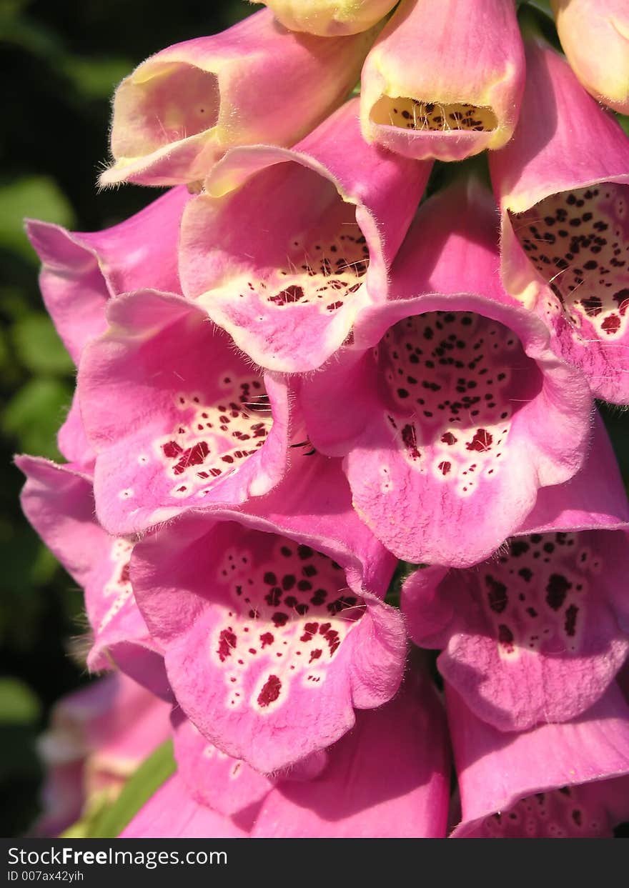 Purple bloom - Foxglove. Purple bloom - Foxglove