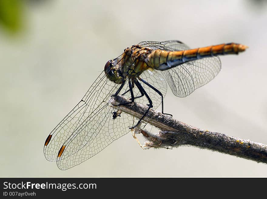 A dragonfly posed on branch, rear vue. A dragonfly posed on branch, rear vue