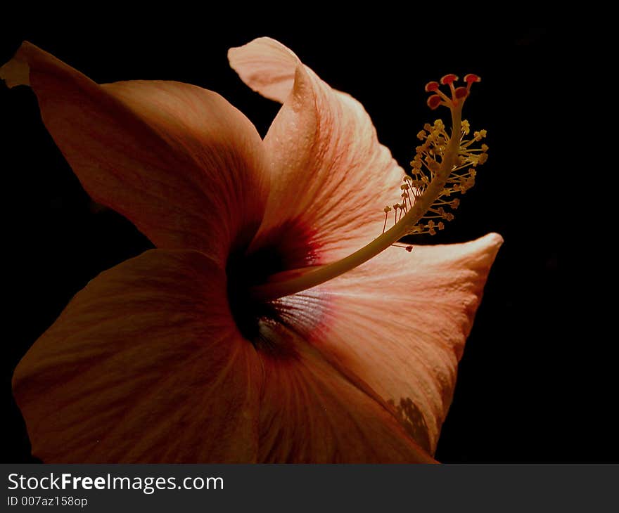 Orange hibiscus flower in the morning light. Orange hibiscus flower in the morning light