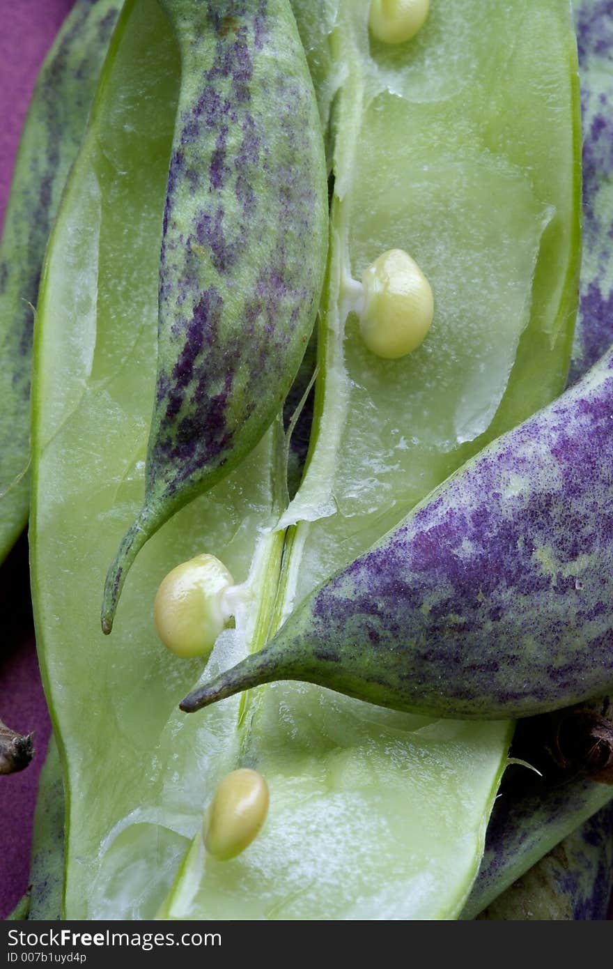 Large multi-coloured pods of a string bean. Large multi-coloured pods of a string bean