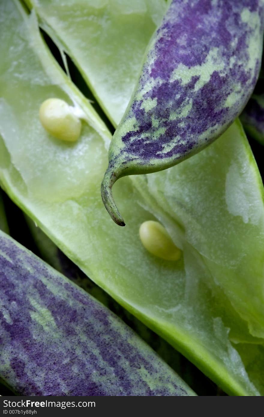 Large multi-coloured pods of a string bean. Large multi-coloured pods of a string bean