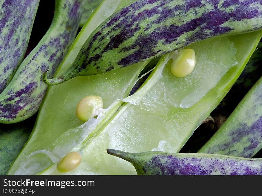 Large multi-coloured pods of a string bean. Large multi-coloured pods of a string bean