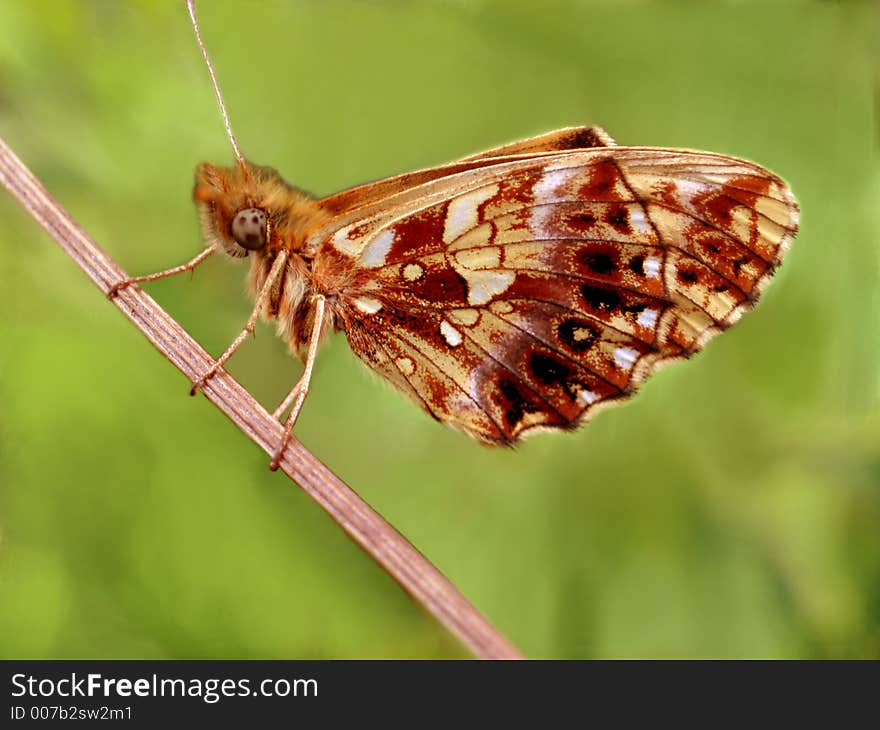 Butterfly on plant