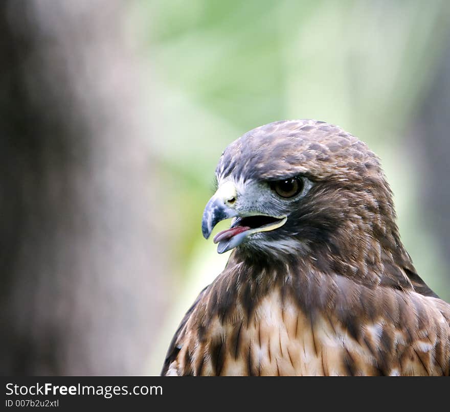 Hawk with Aggressive Expression