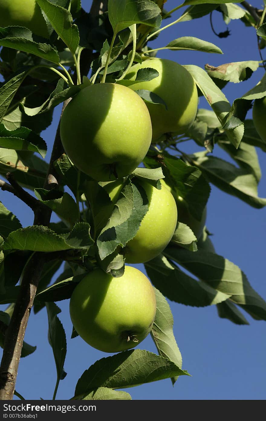 Green apples in the tree