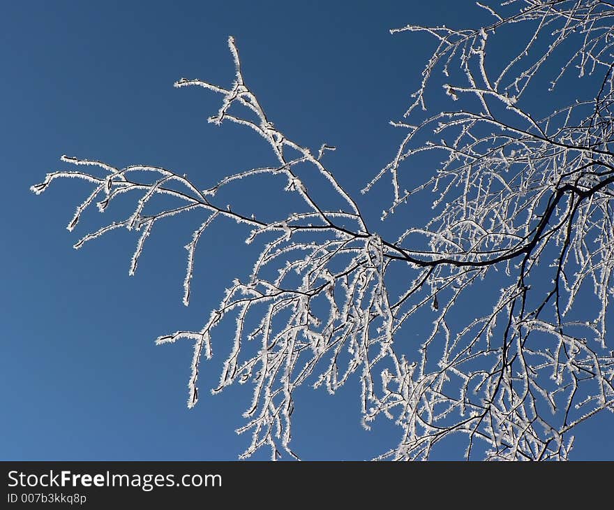 An icy branch