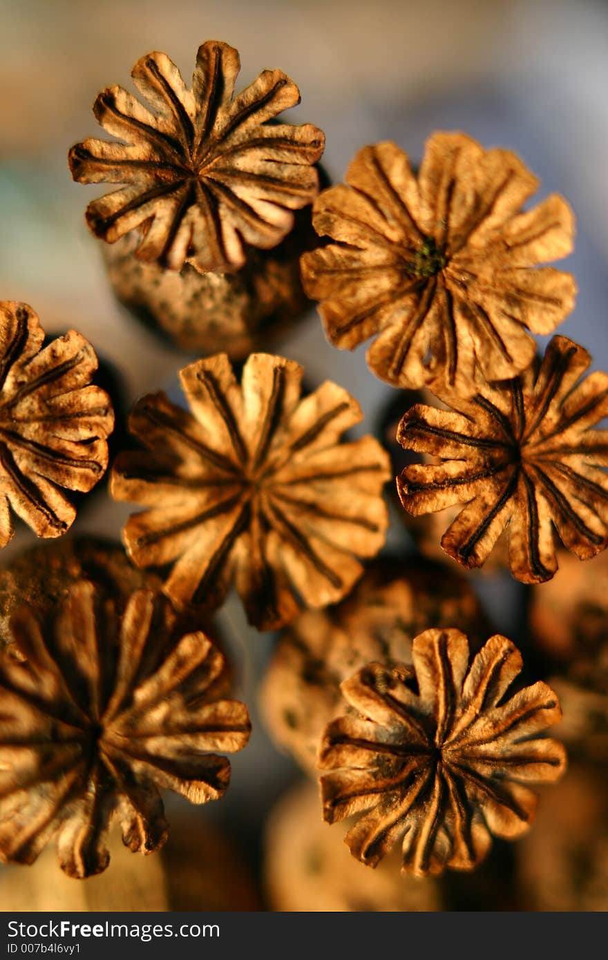 Poppy Seedheads